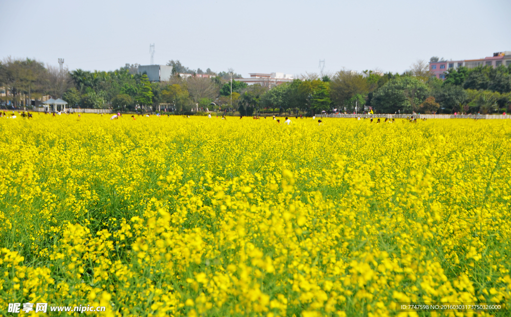 油菜花