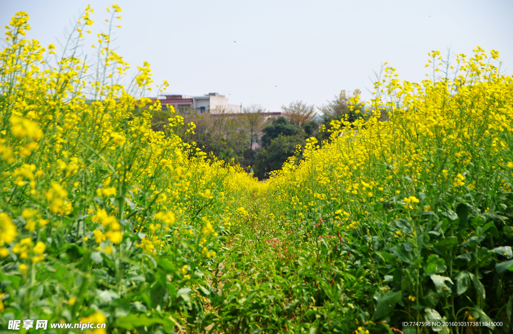 油菜花