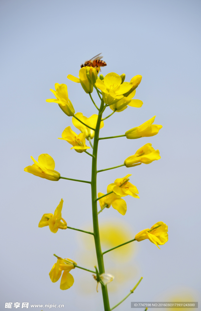 采蜜油菜花