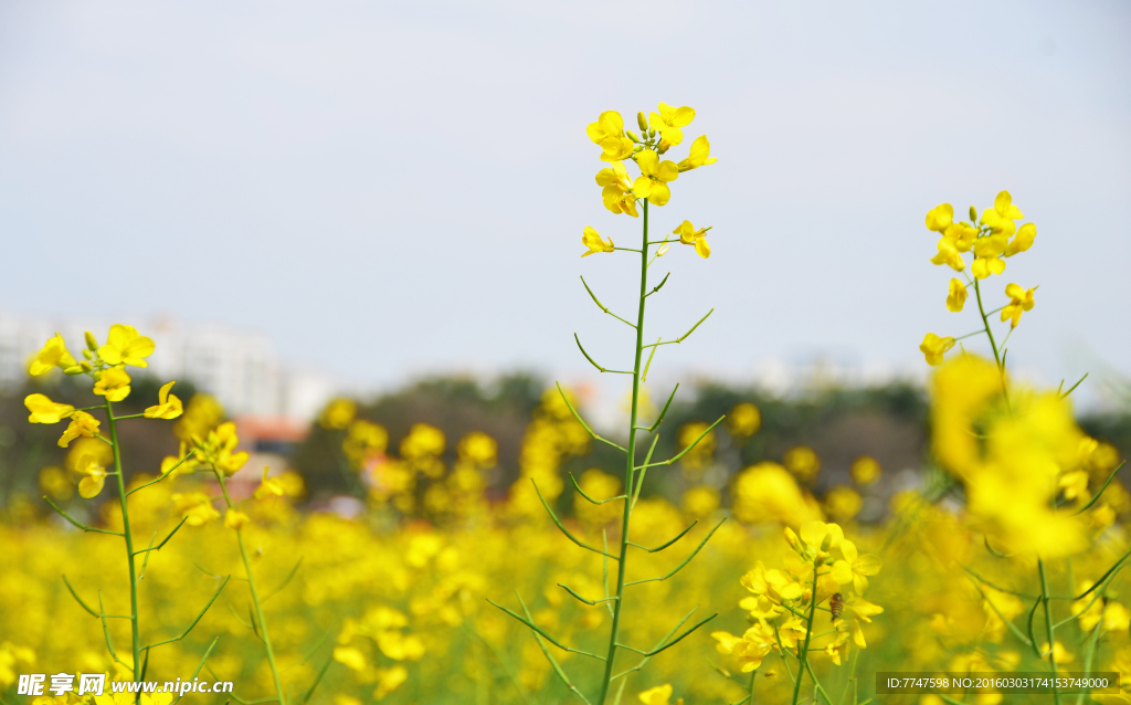 油菜花