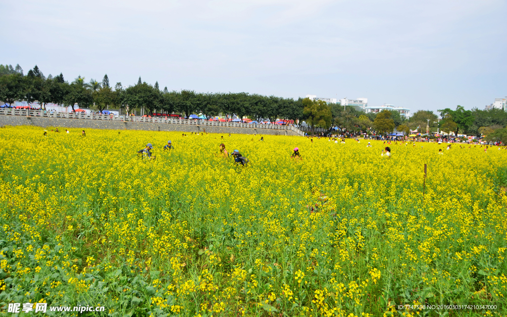 油菜花