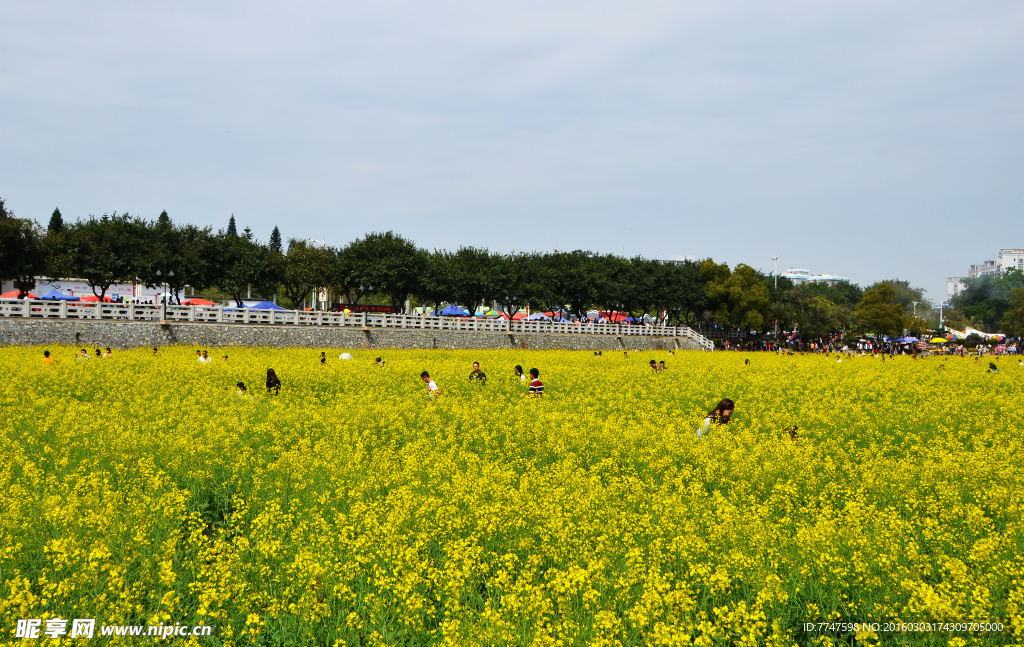 油菜花