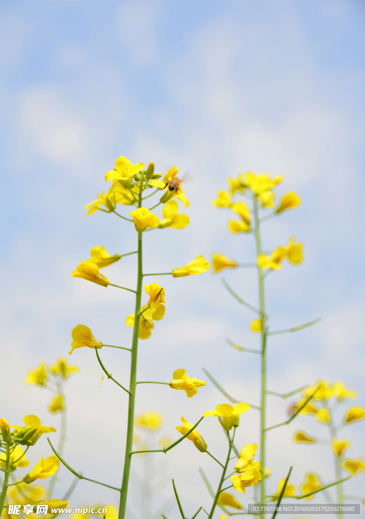 油菜花