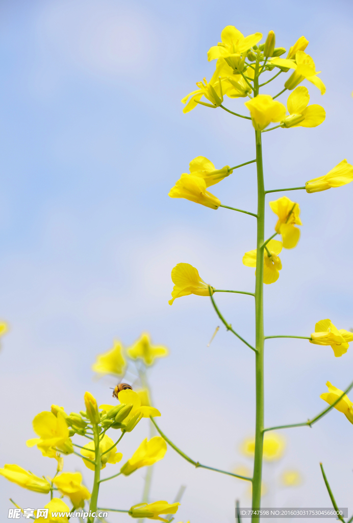 油菜花