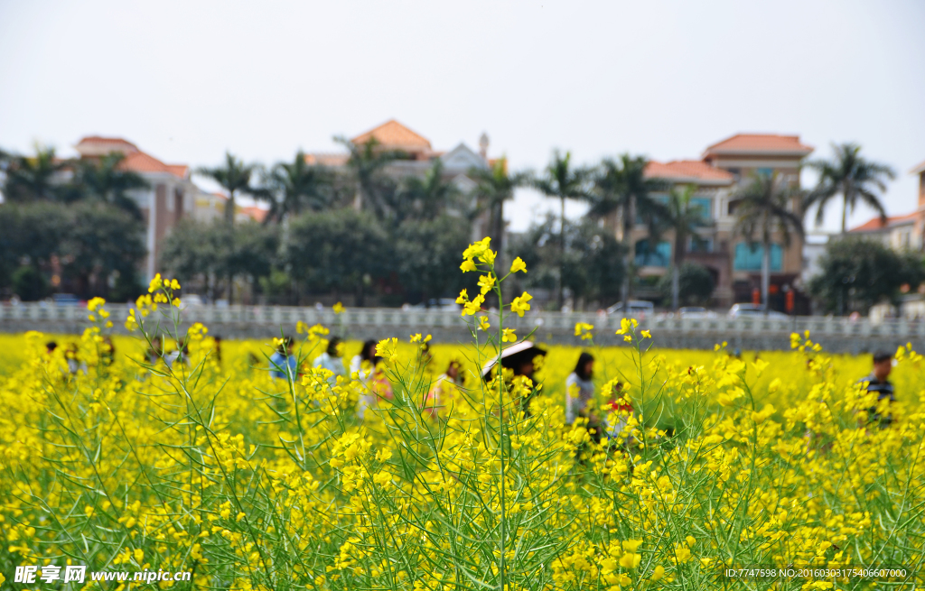 油菜花