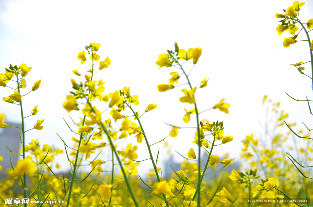 油菜花