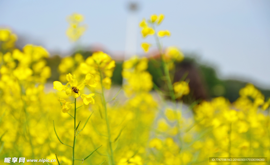 油菜花