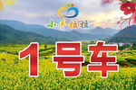 婺源油菜花