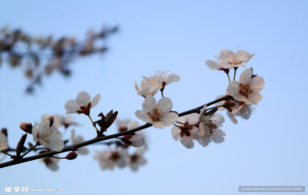 蓝天与樱花