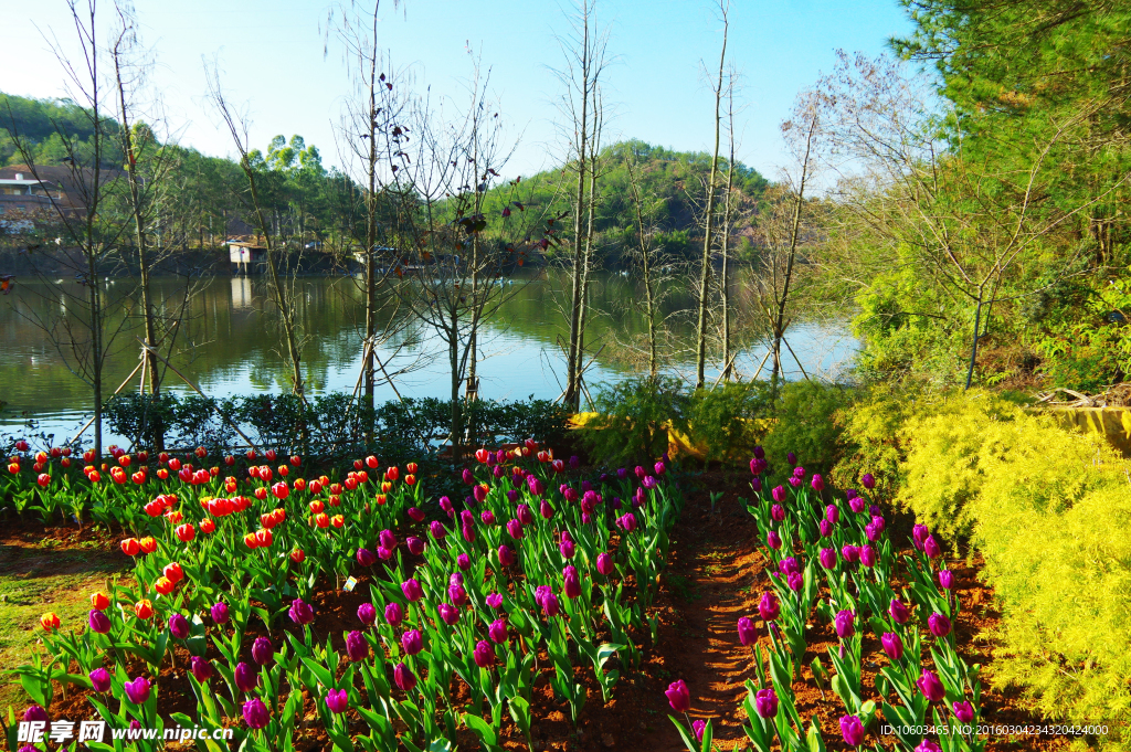 景区山水 郁金香花田