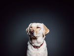 拉布拉多犬