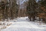 密林的雪地小路