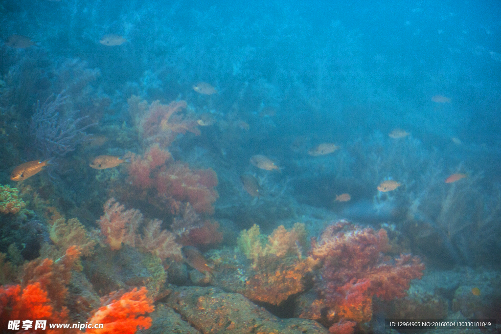 济州岛海底生物景观