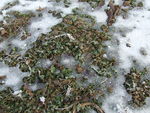雪地融化
