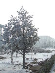 雪后松树