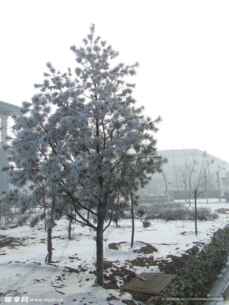 雪后松树
