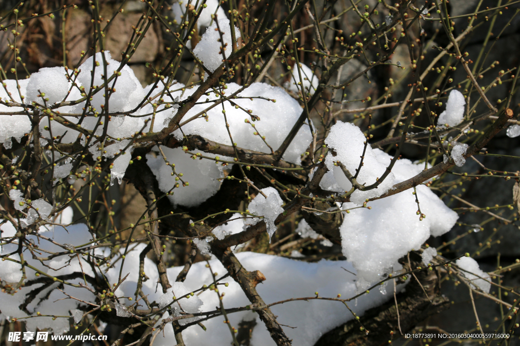 寒梅傲雪