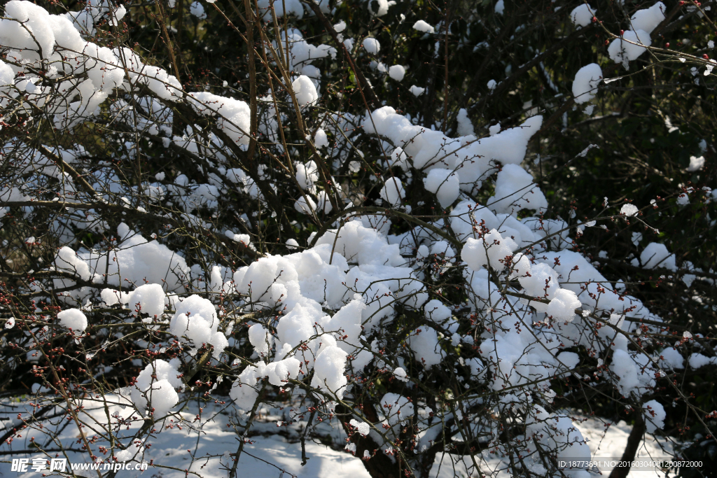梅树雪景
