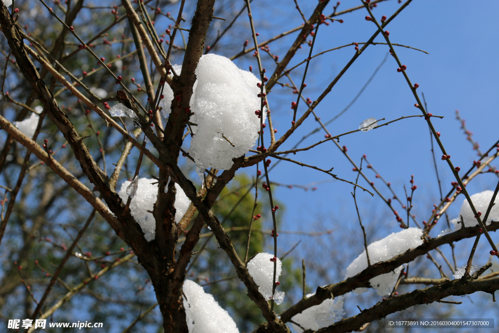 梅与雪