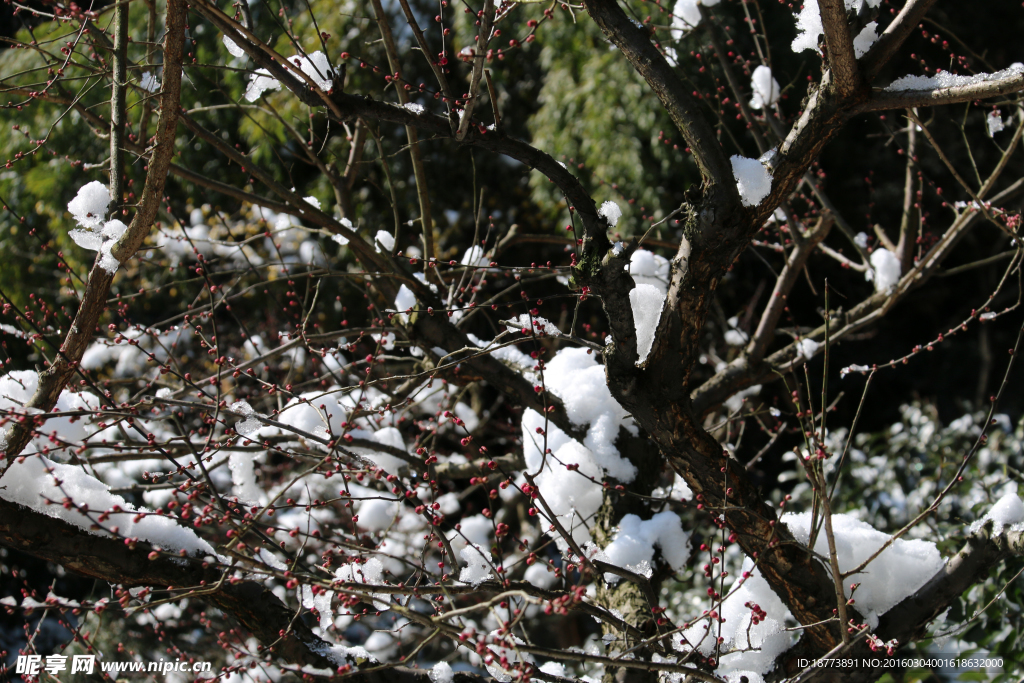 红梅白雪