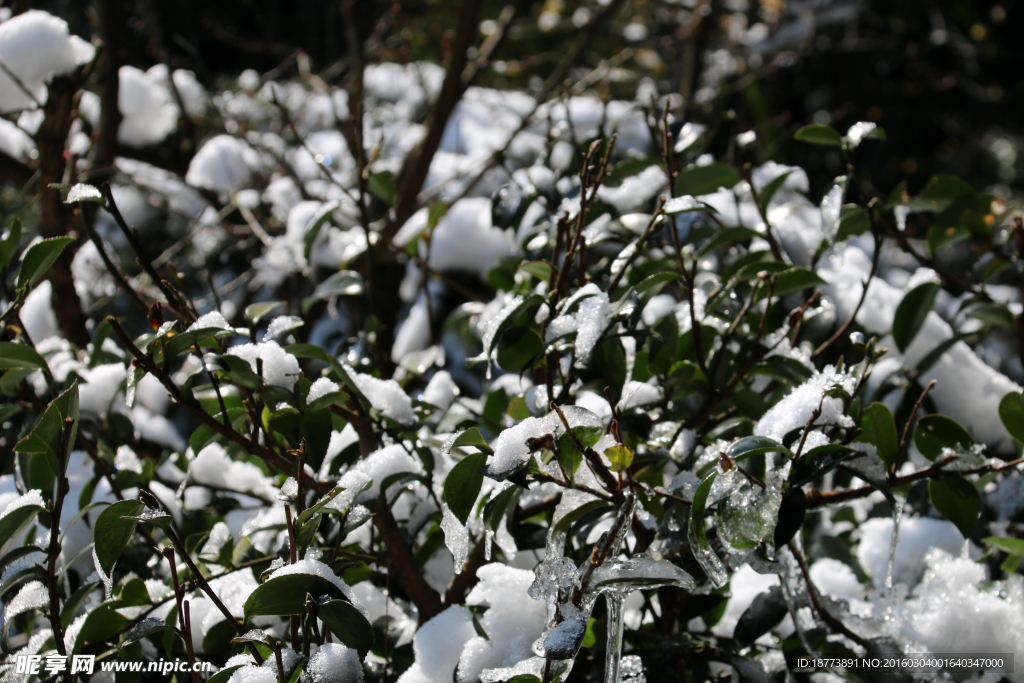 树叶与雪