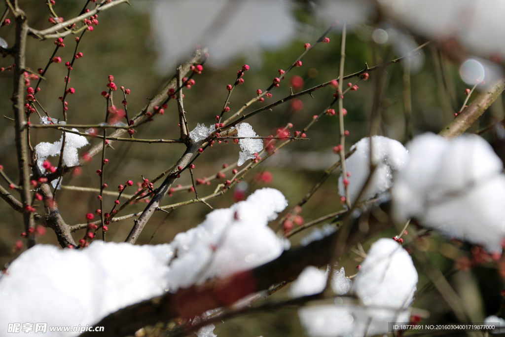 雪中梅