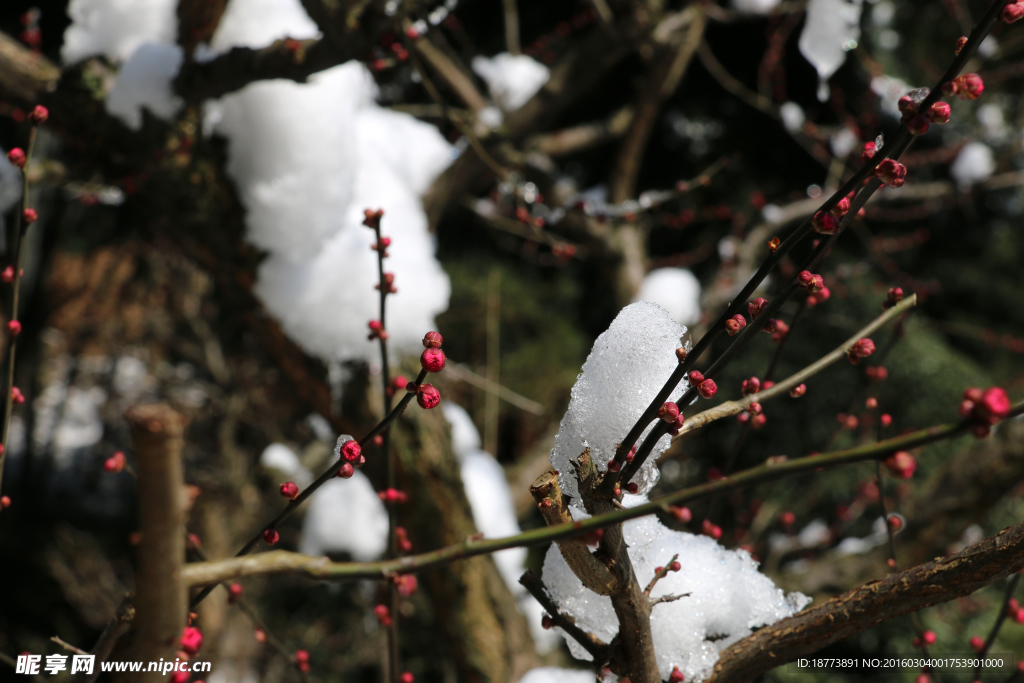 雪中红梅