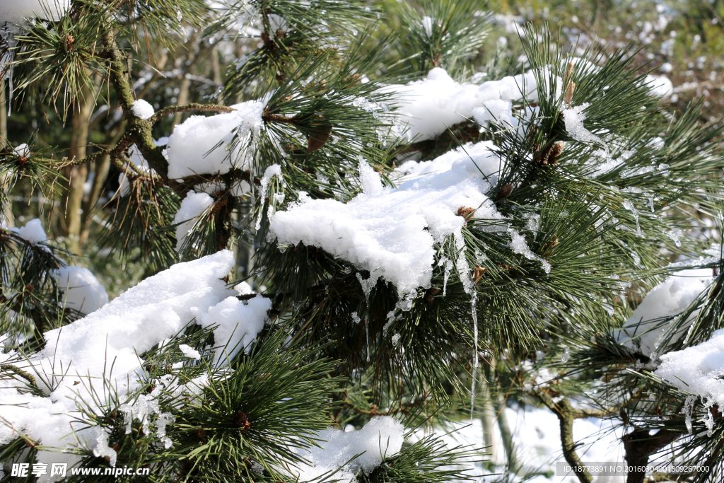 松枝上的雪