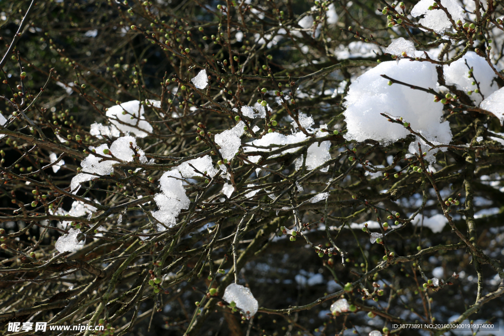 梅树上的冰与雪