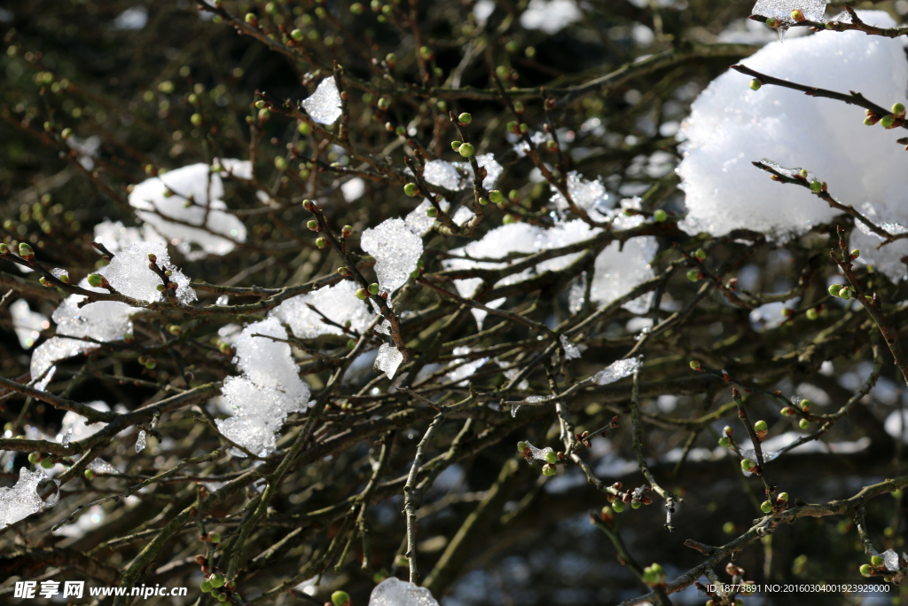 含苞待放的雪中梅花