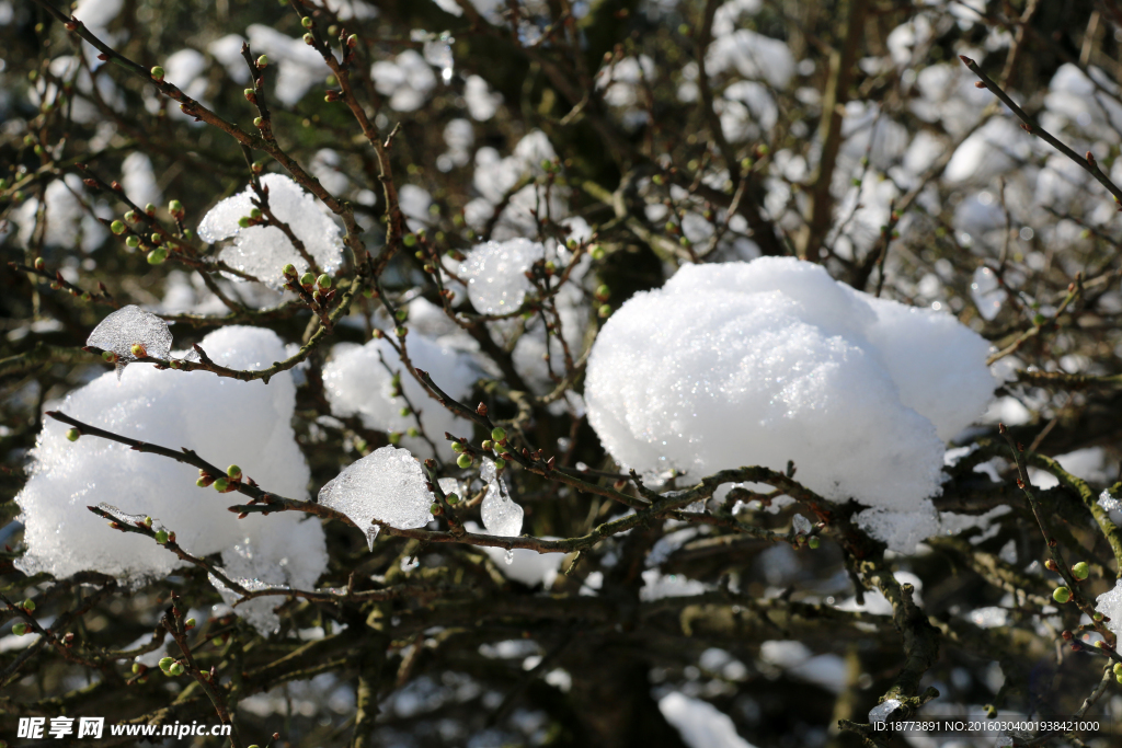 雪中梅