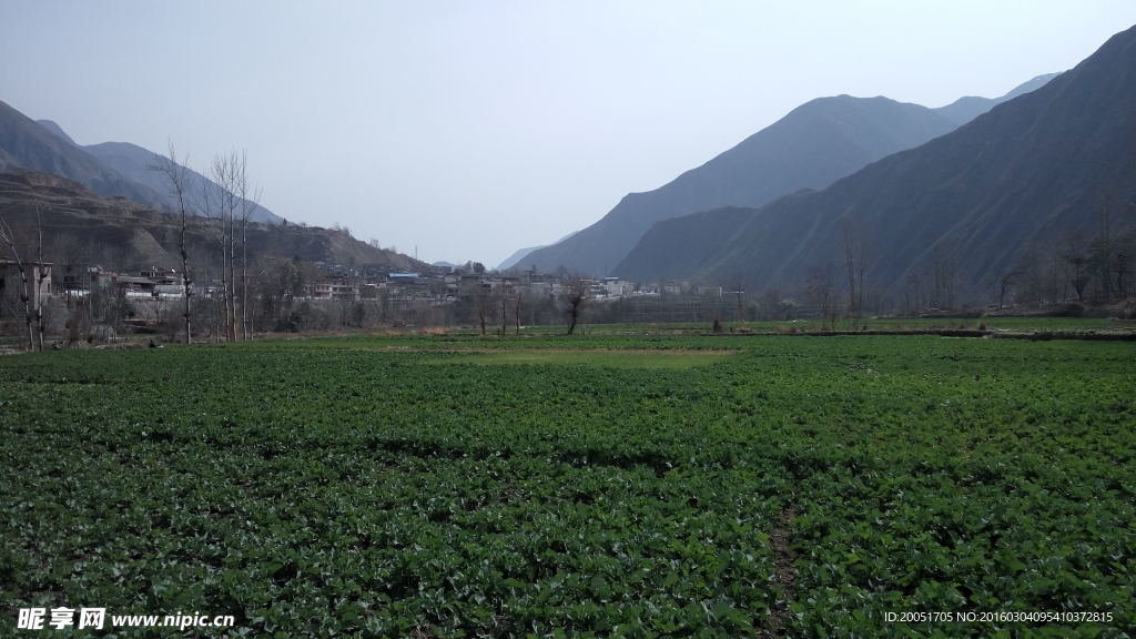 油菜田