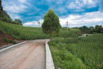 道路
