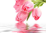 玫瑰花