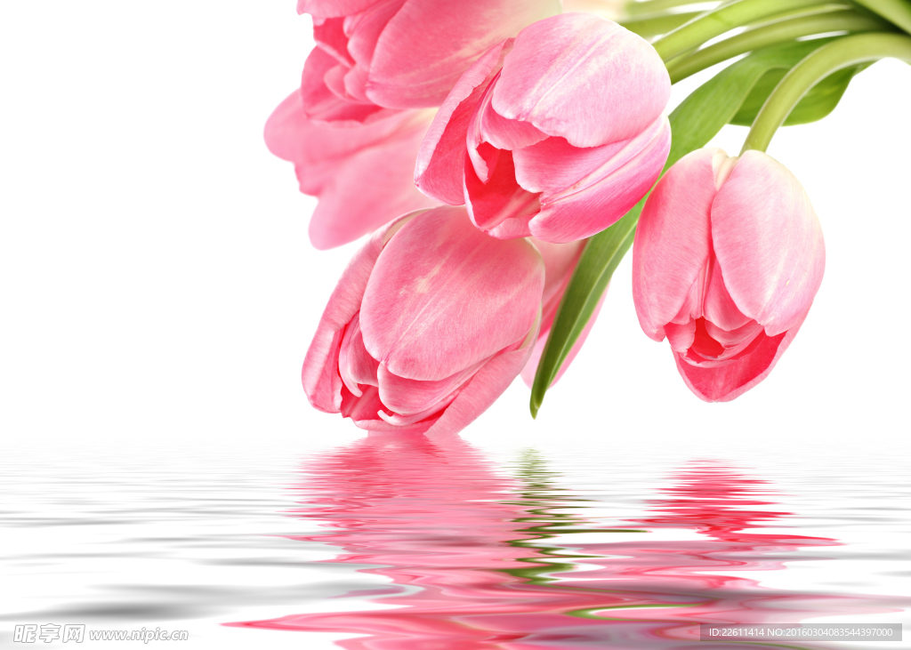 玫瑰花