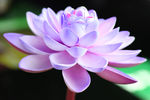莲花