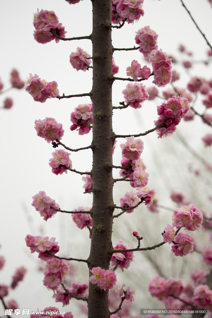 一株梅花