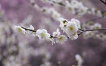 白梅花