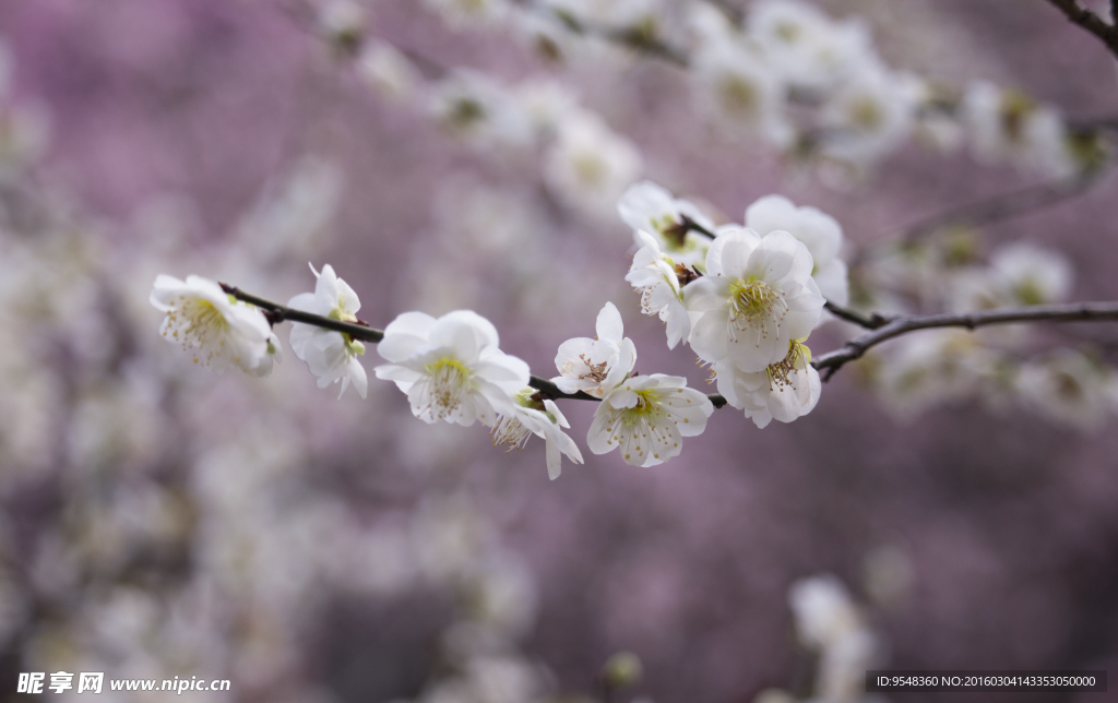 白梅花