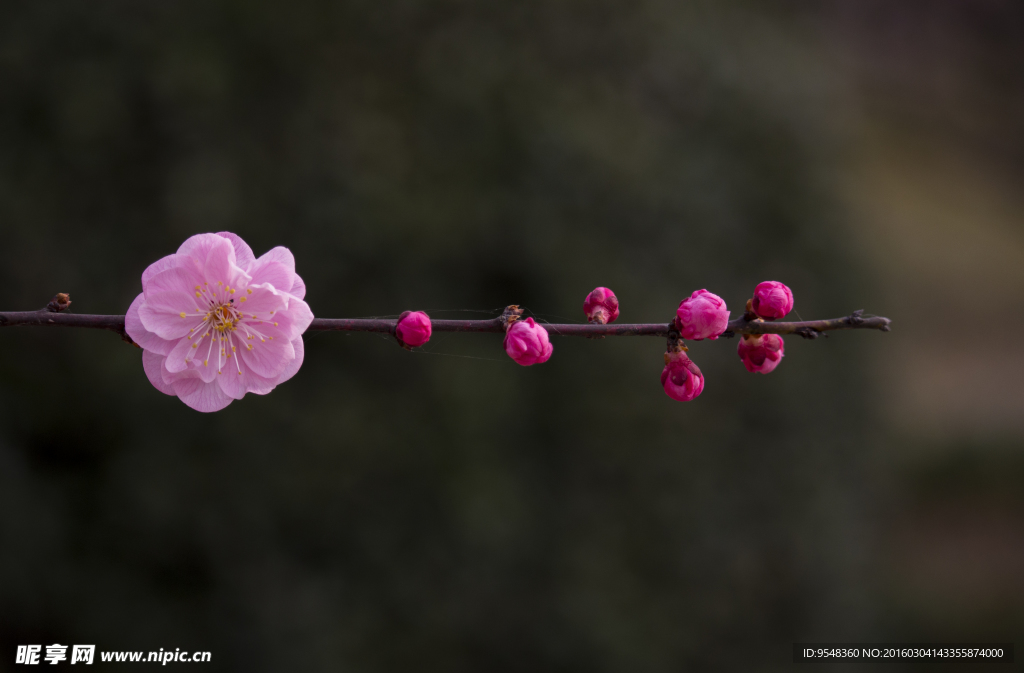 一枝梅花