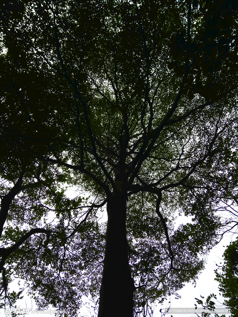 古老树藤