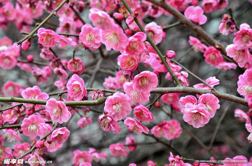 梅花