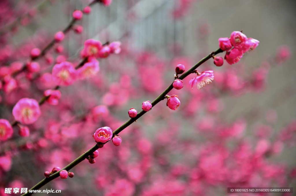 梅花