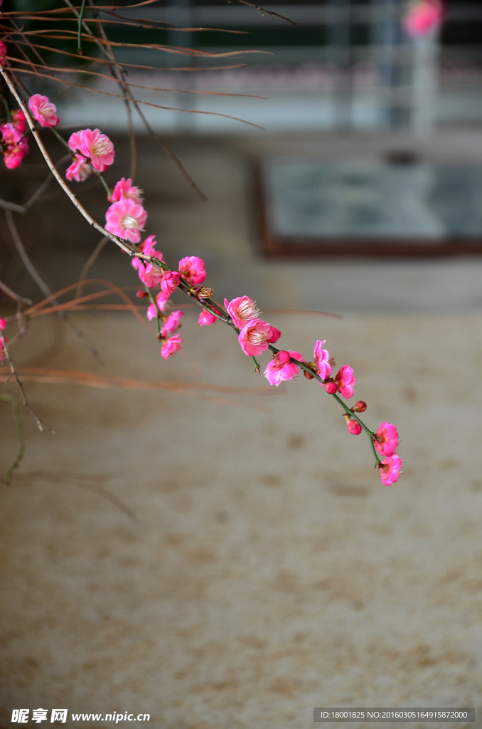 梅花