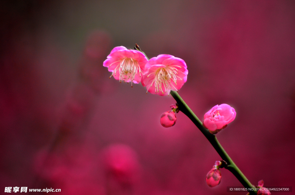 梅花