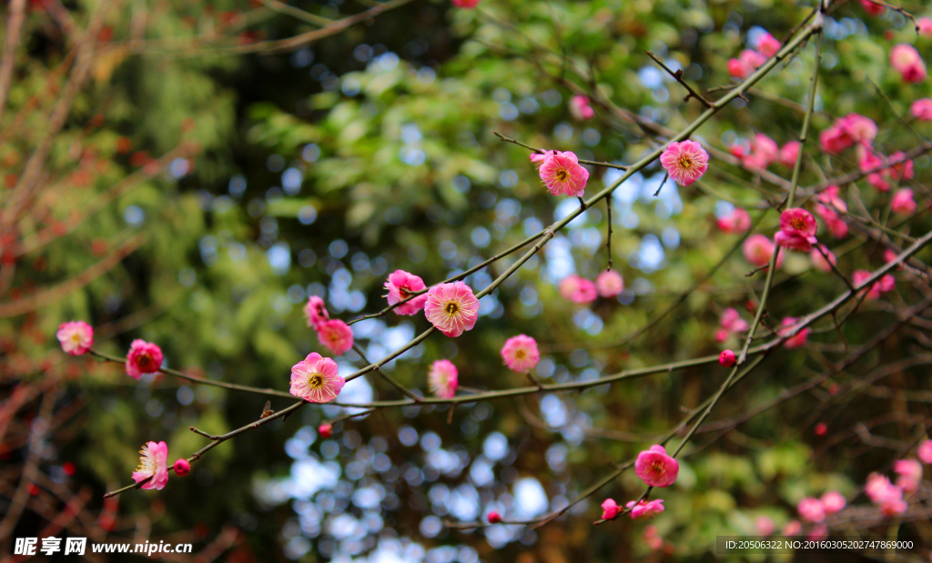 梅花