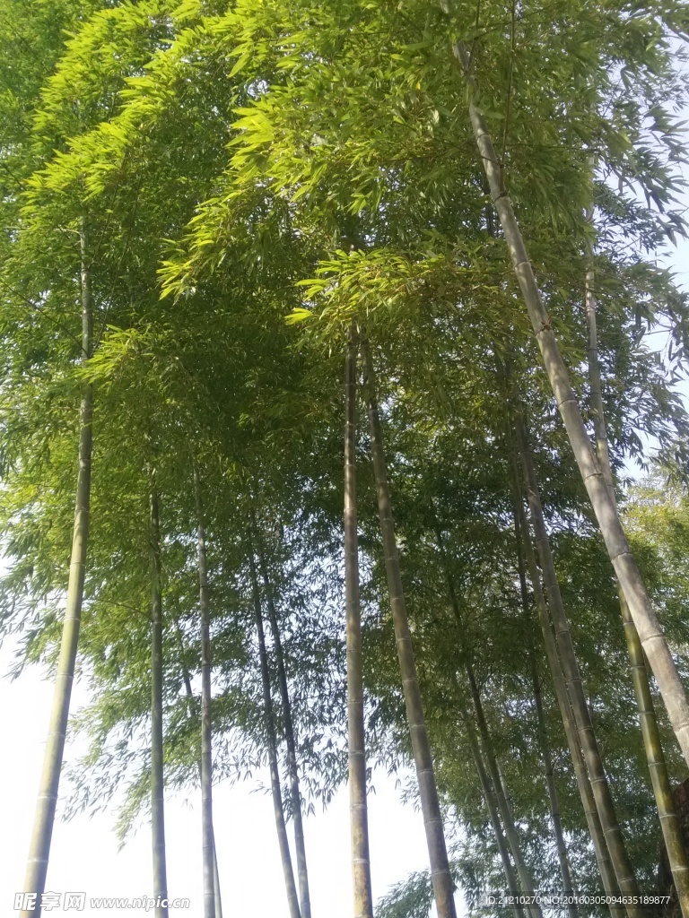 竹乡一角