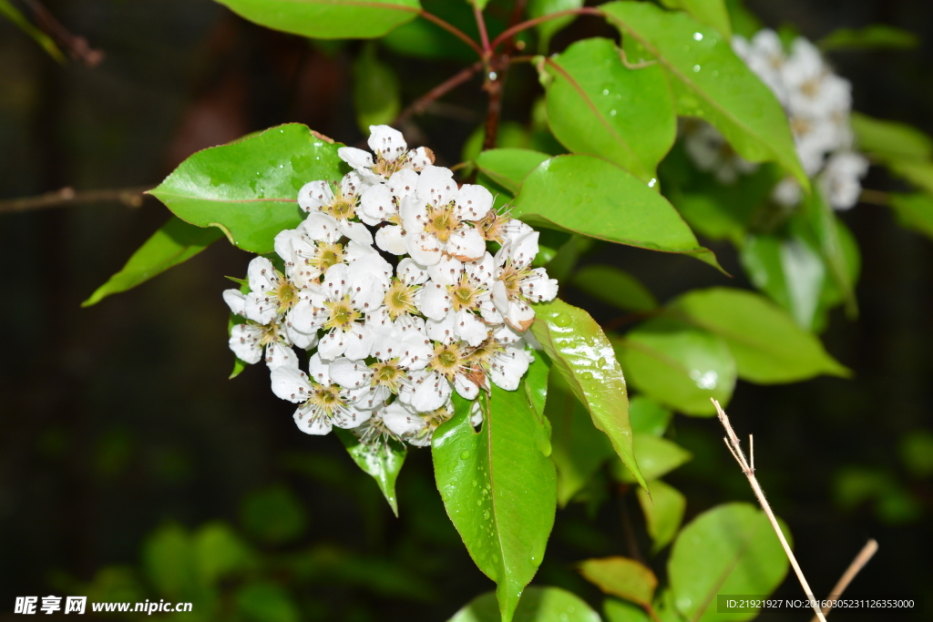 山楂花