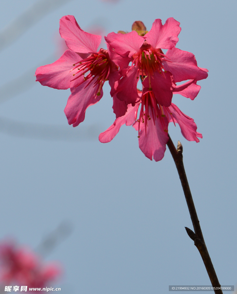 樱花图片