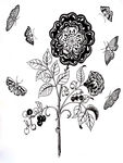 秘密花园 手绘花和蝴蝶